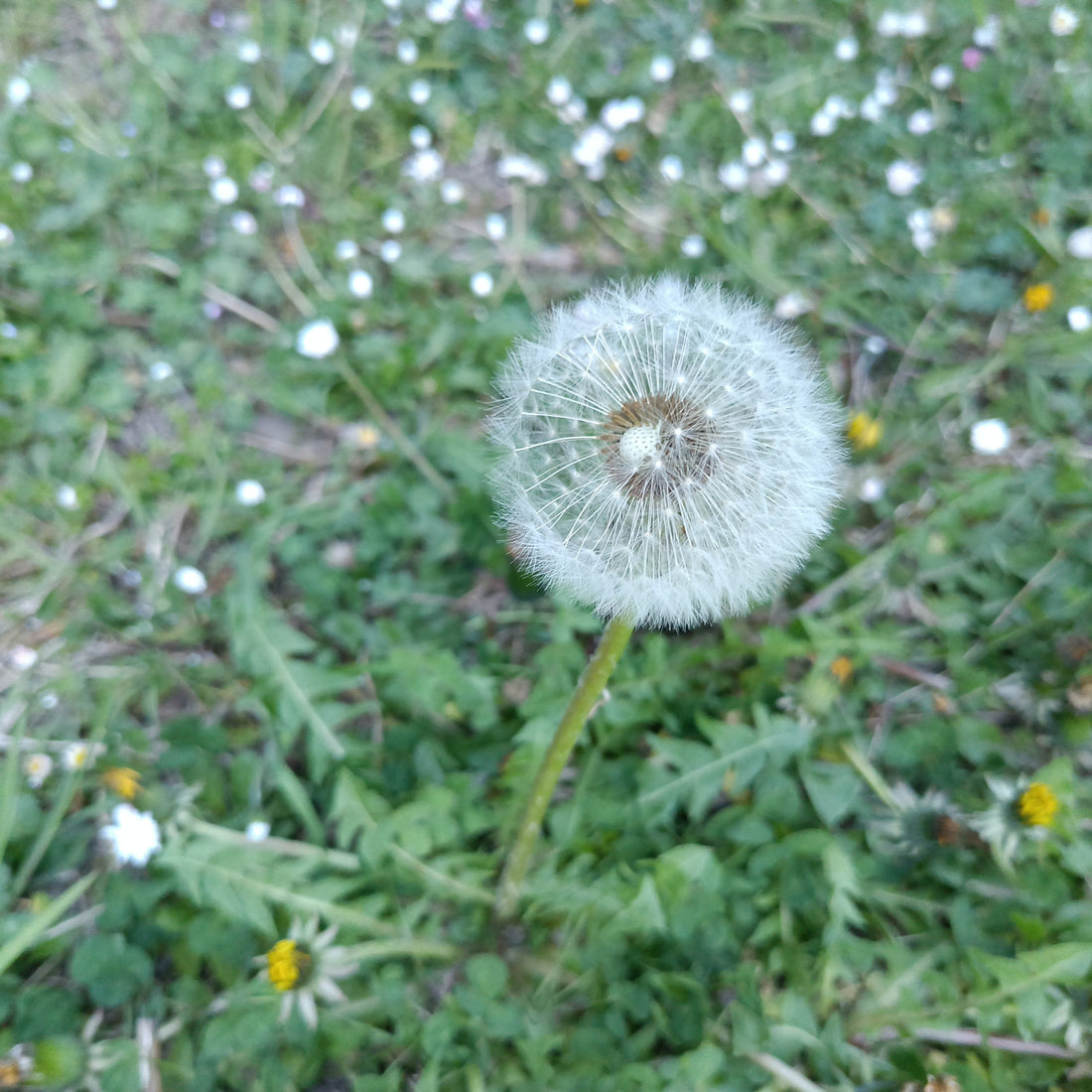 Pusteblume – Kindheitserinnerung und die lieben Nachbarn